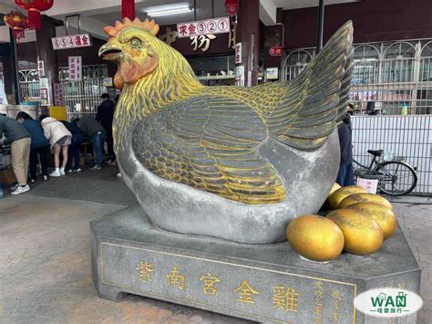 金雞飼養|【金雞怎麼養】金雞怎養才能發財？紫南宮絕配攻略讓你發！